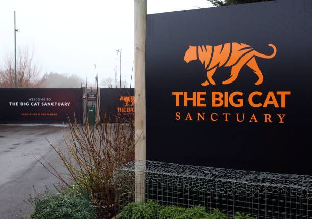 (Animal Studies) BTEC Extended Diploma trip to The Big Cat Sanctuary in Kent ENTRY ONLY