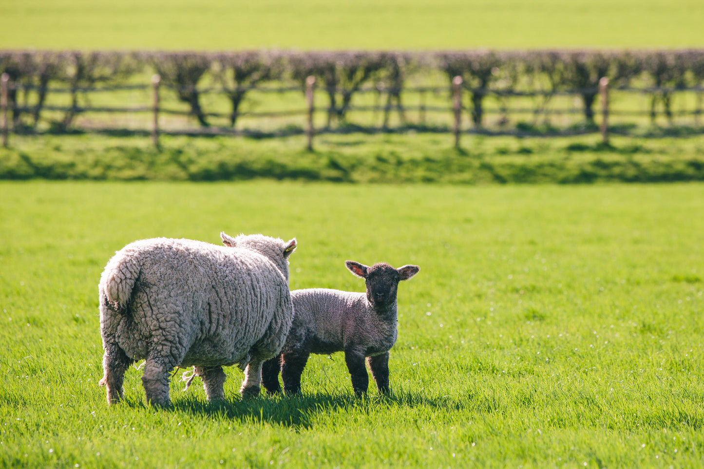 Shearing for Beginners