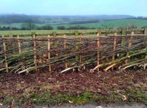 Introduction to Practical Hedge laying
