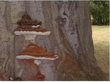 LANTRA Basic Tree Survey & inspection