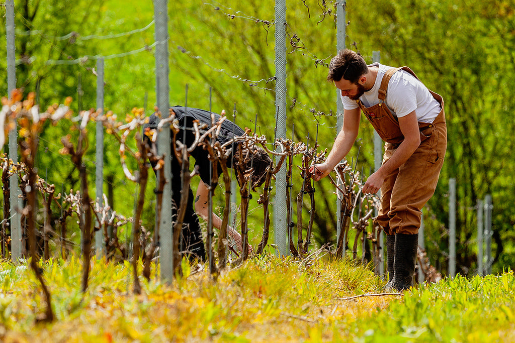 Intro into English wine industry