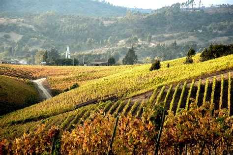 Viticulture Trip - Chile Feb 2026