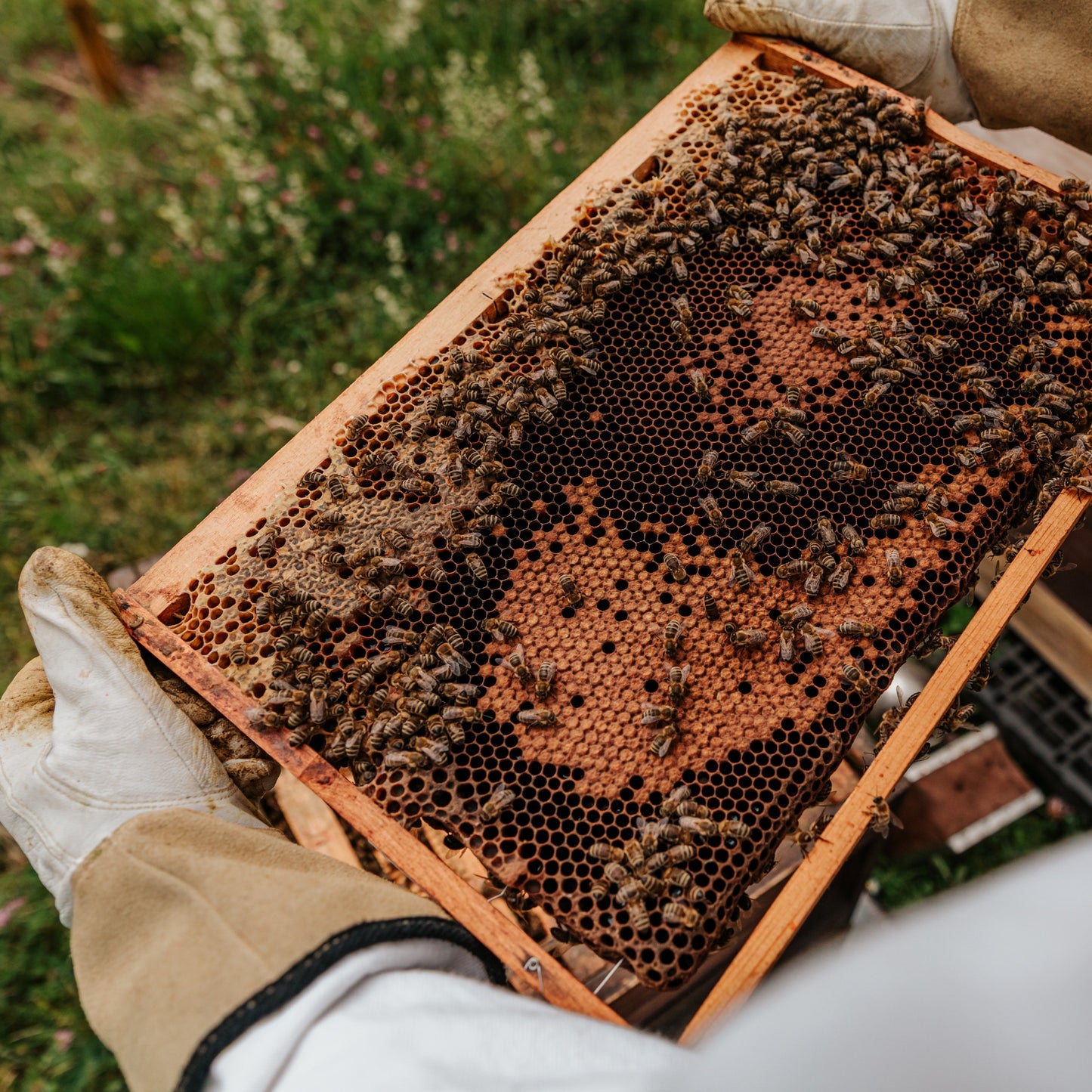 Beekeeping Taster Day