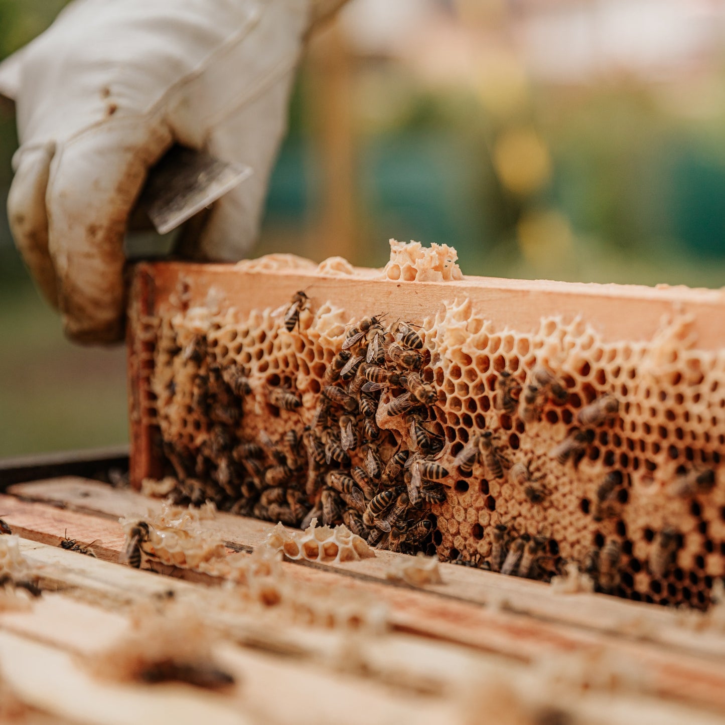 Beehive & Frame Assembly Day