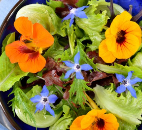 Companion planting with edible flowers