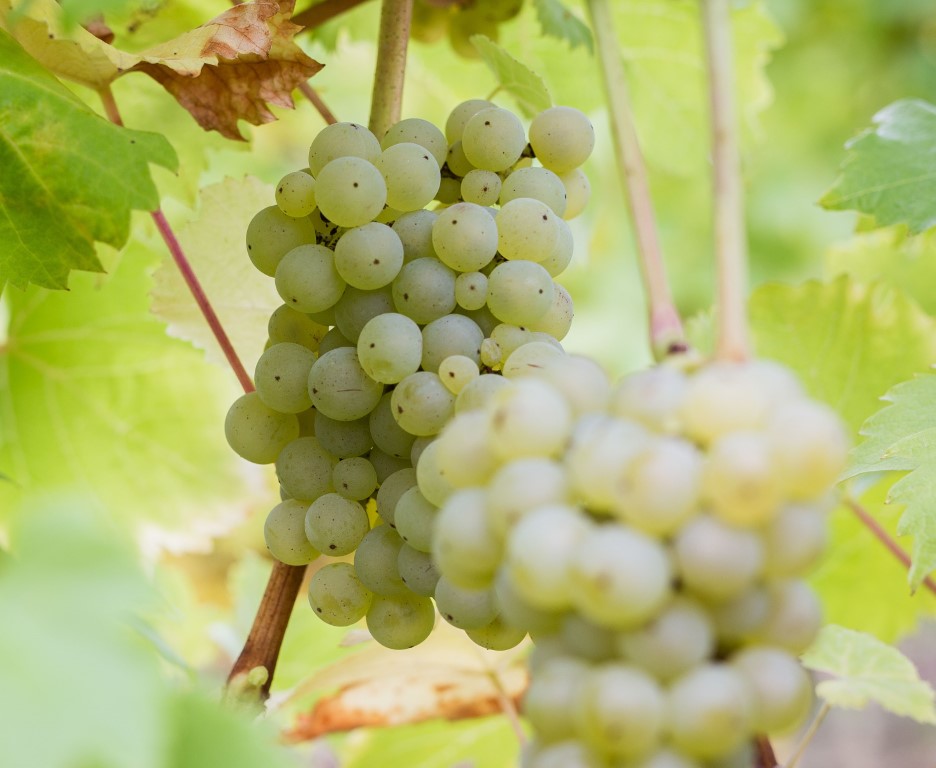 WSET® Diploma Registration Fee