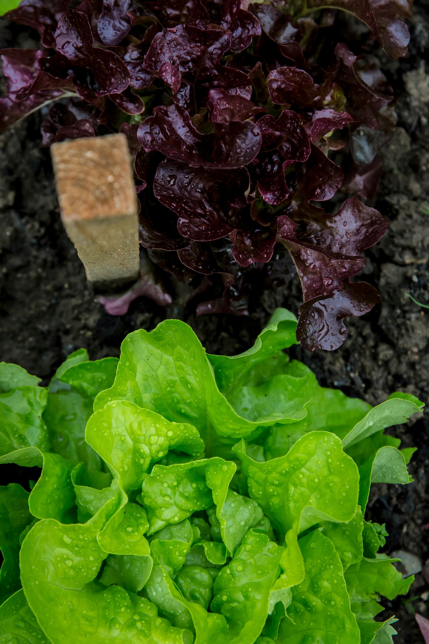 Introduction to Growing Veg in your Garden