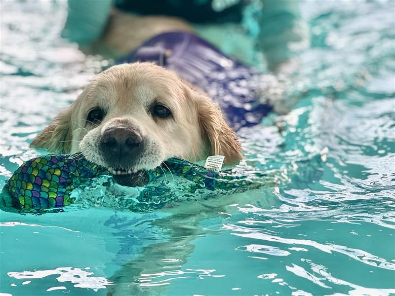 Level 4 Diploma in Canine Hydrotherapy
