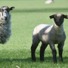 Lambing Practical Skills  (AGP007/001)
