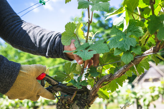 Wine Skills Advanced Principles of Vinegrowing - Summer Ops 3 days