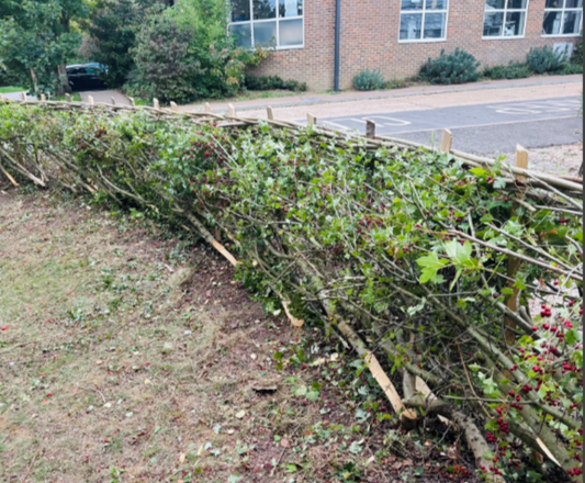 Introduction to Practical Hedge laying 