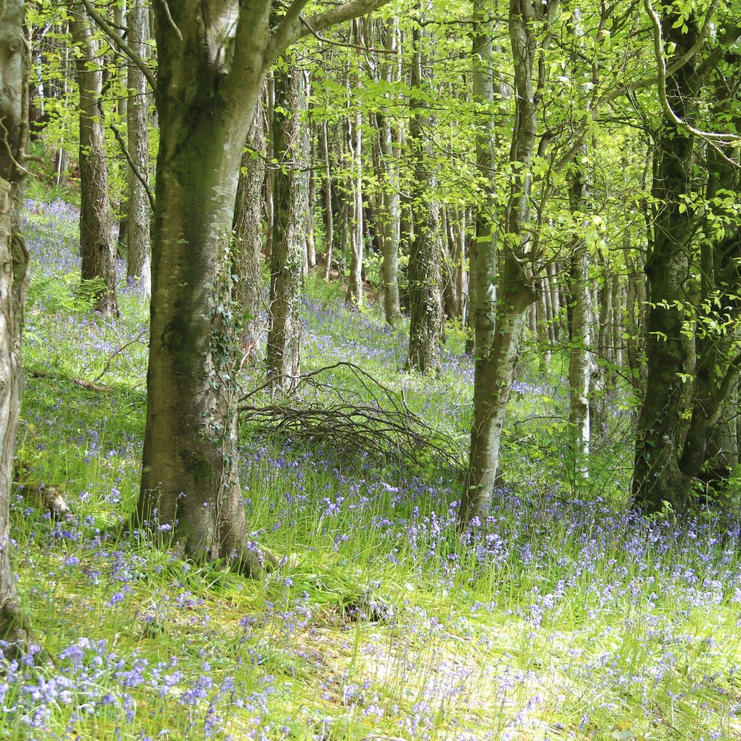 Introduction to Woodland Management