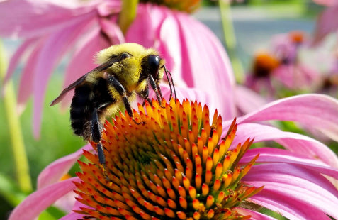 How to make a pollinator garden – Plumpton College