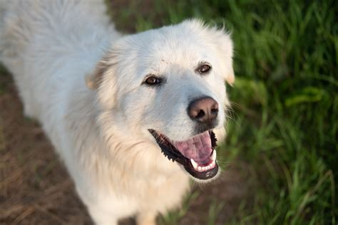 Introduction to Canine Behaviour
