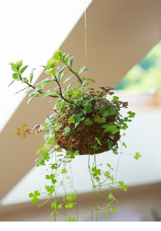 Kokedama Eco Hanging Basket Workshop